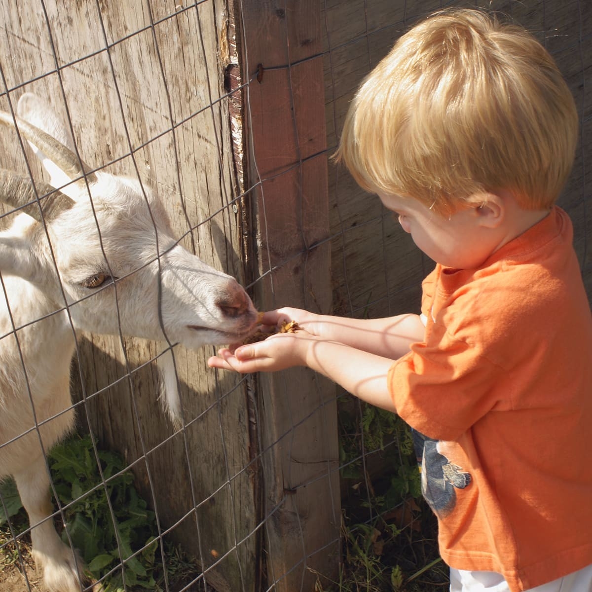 disfruta con tu bebe granjas