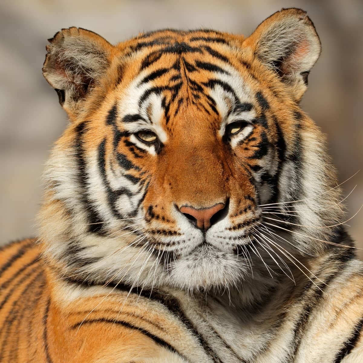 animales